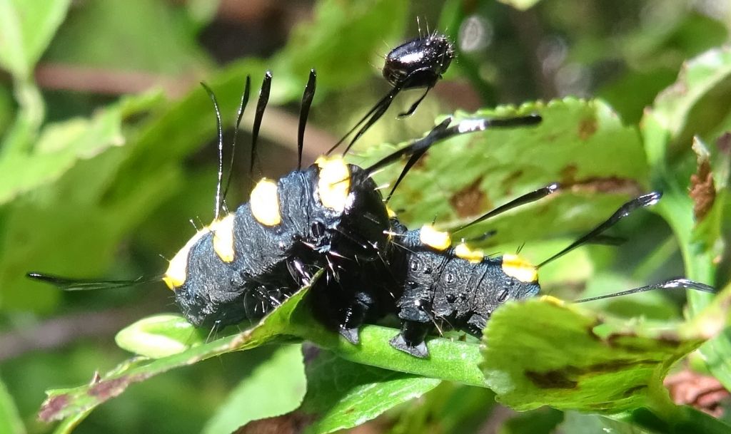 bruco: Acronicta (Jocheara) alni - Noctuidae